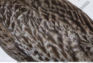 animal skin feather 0013